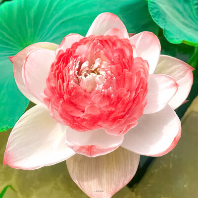 荷花背景图