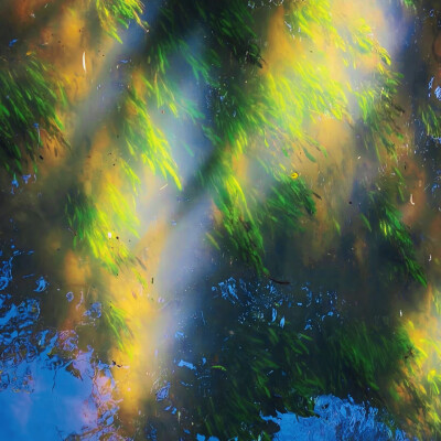 ： 听说 蝴蝶流的眼泪是白色的
