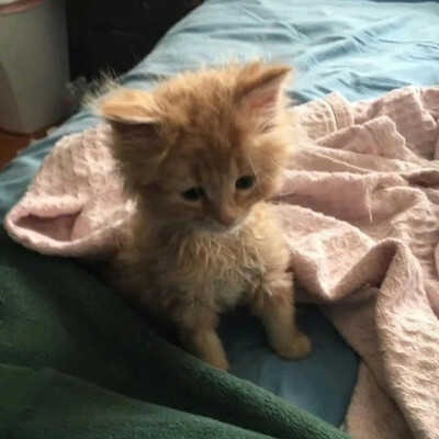 晚安小猫
#萌宠头像#