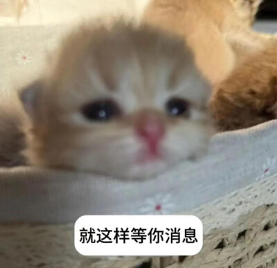 表情包