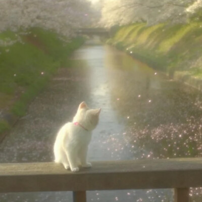 背景图 persimmon.lion