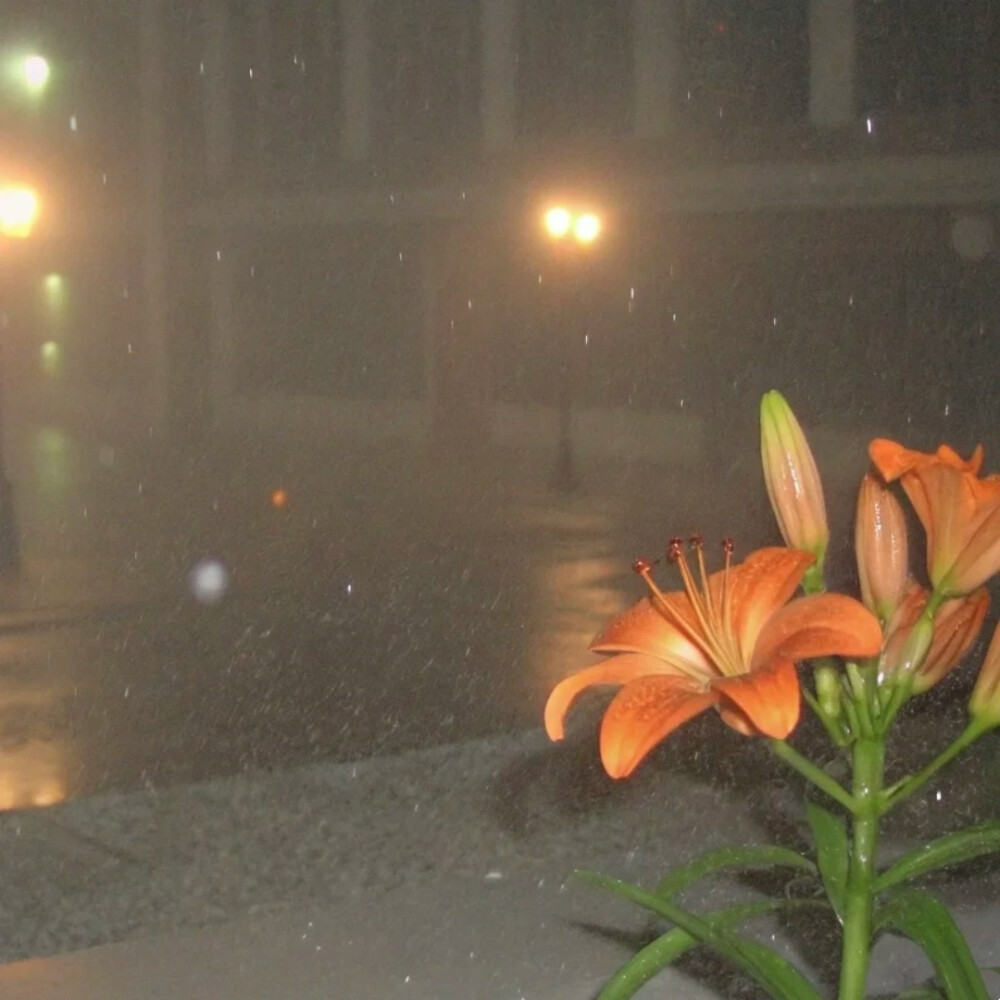 背景图 persimmon.lion