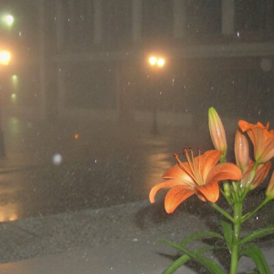 背景图 persimmon.lion