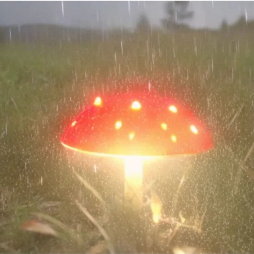 背景图 persimmon.lion