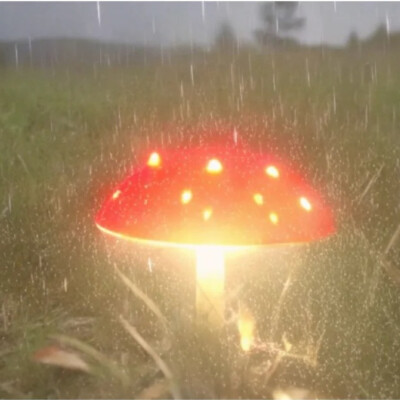 背景图 persimmon.lion