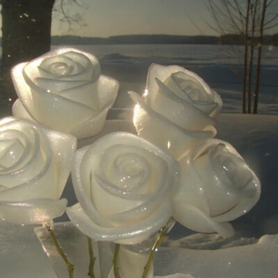 背景图 persimmon.lion