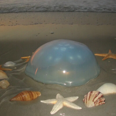 背景图 persimmon.lion