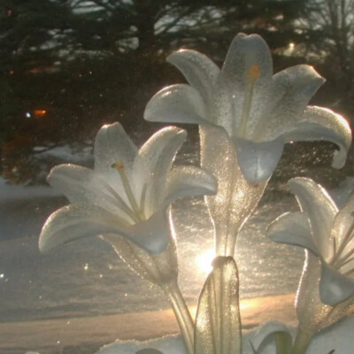 背景图 persimmon.lion