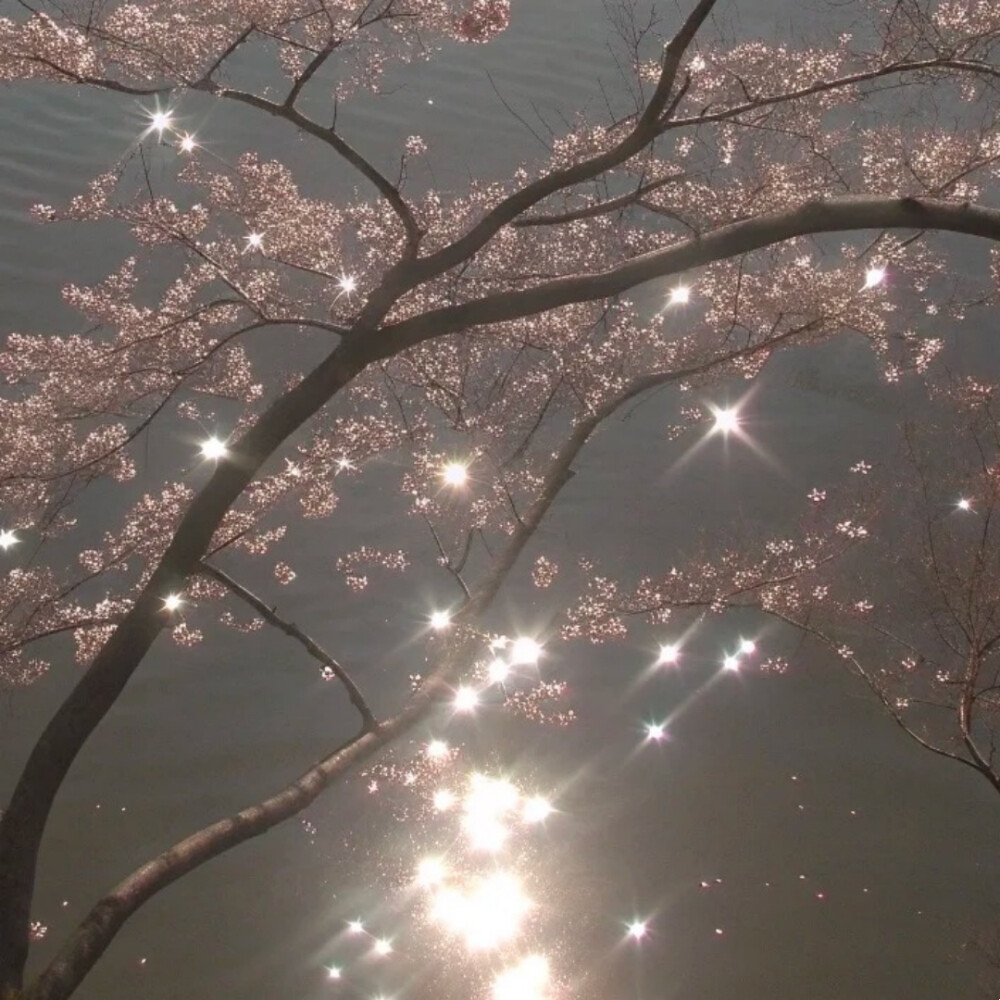 背景图 persimmon.lion