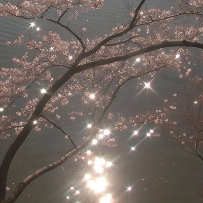 背景图 persimmon.lion