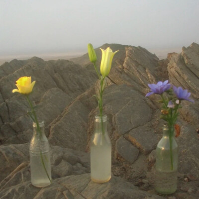 背景图 persimmon.lion