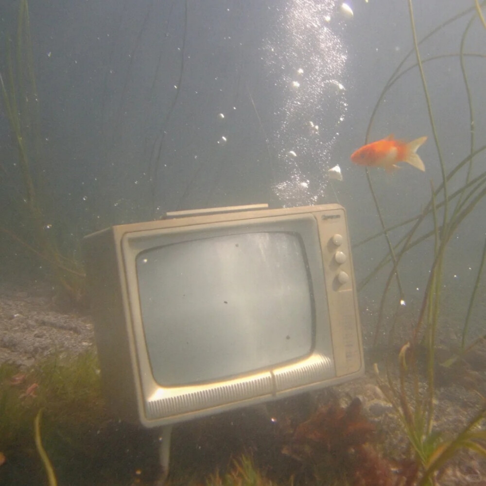 背景图 persimmon.lion