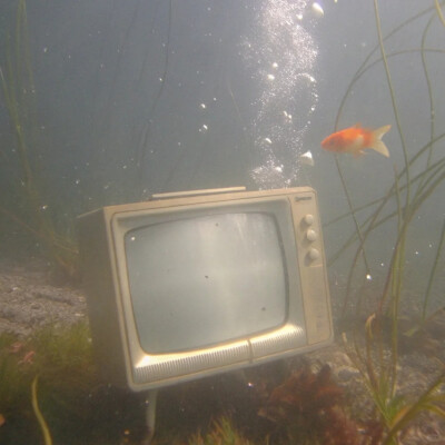 背景图 persimmon.lion