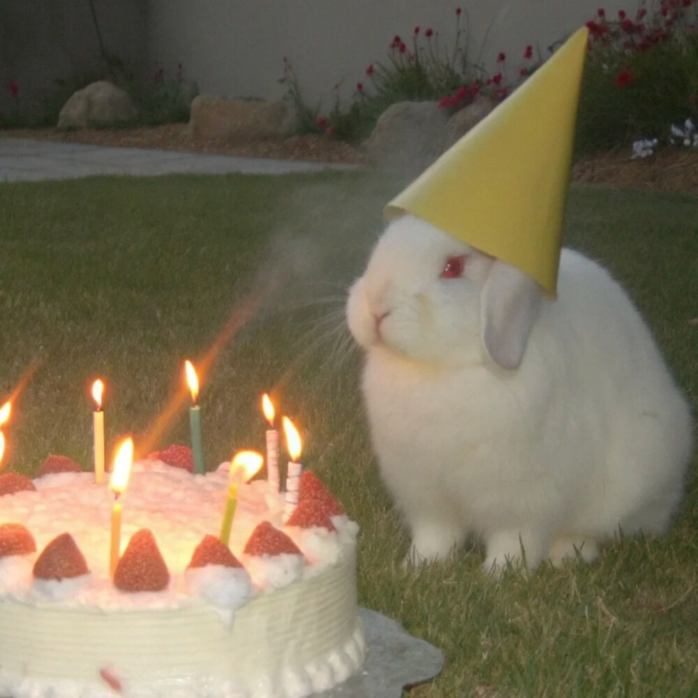 背景图 persimmon.lion