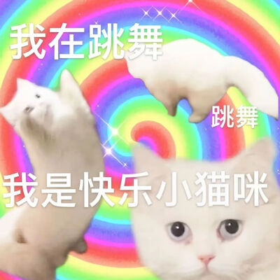 猫猫表情包