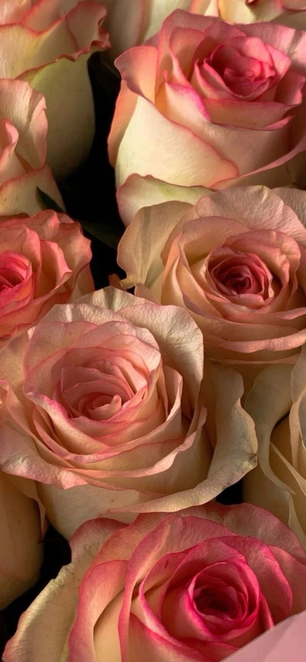 玫瑰壁纸高清壁纸鲜花壁纸复古风壁纸