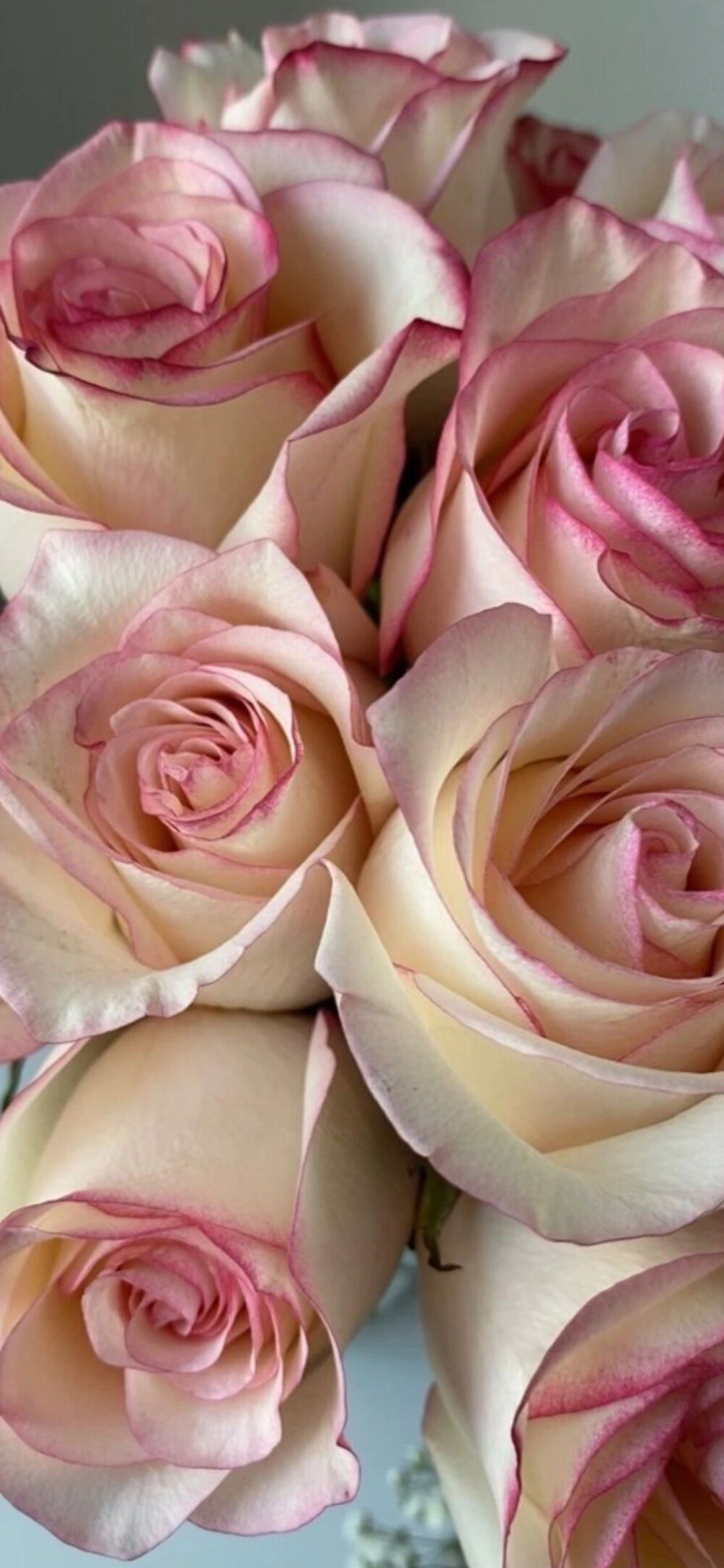 玫瑰壁纸高清壁纸鲜花壁纸复古风壁纸