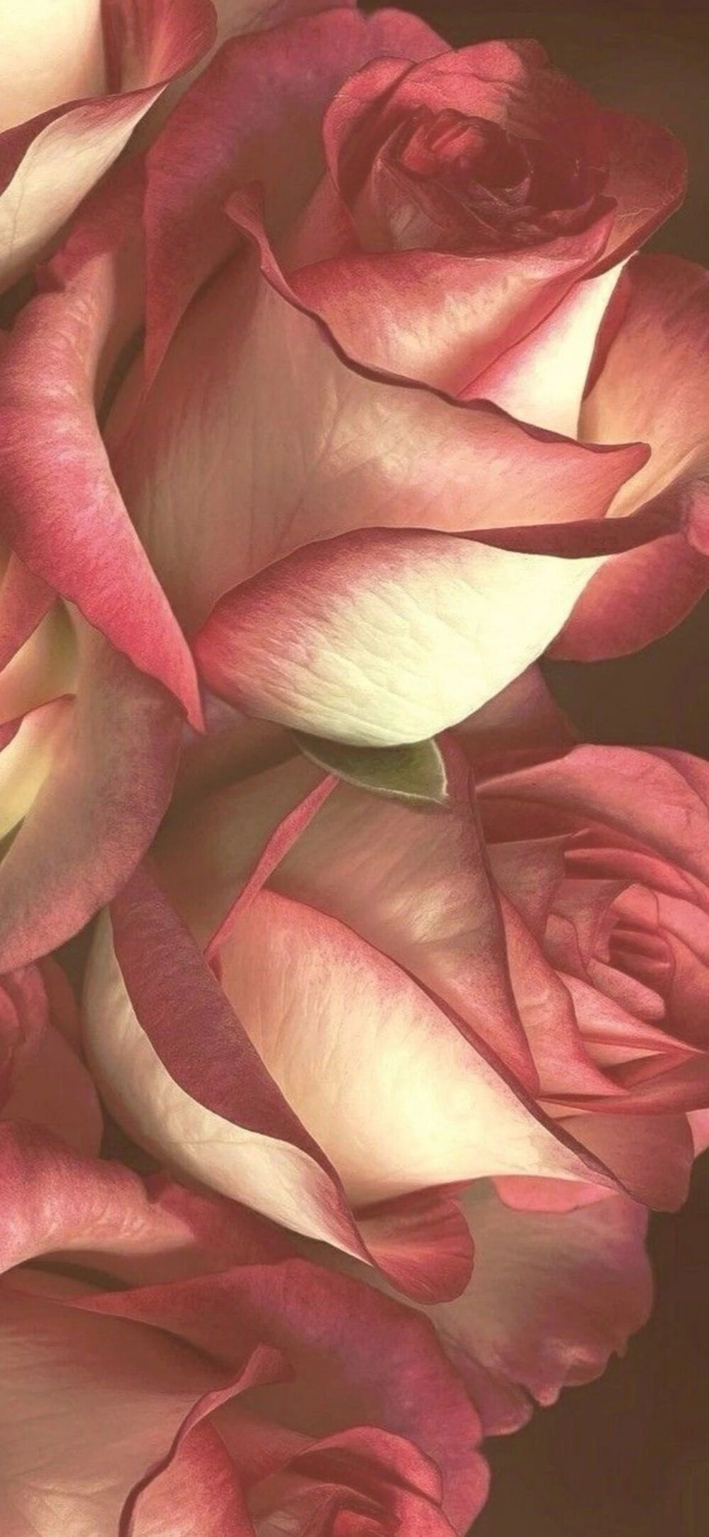玫瑰壁纸高清壁纸鲜花壁纸复古风壁纸