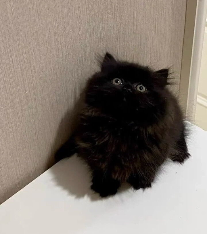 我是不会放弃收集这种图片的