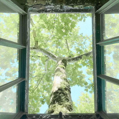 背景图注明江时树