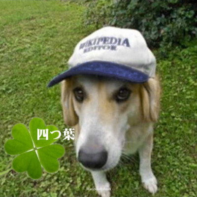 幸運の四叶草