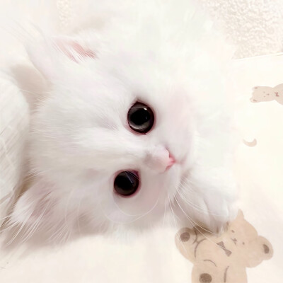 杨梅