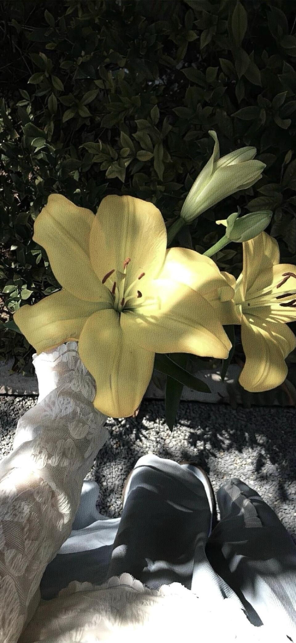 壁纸