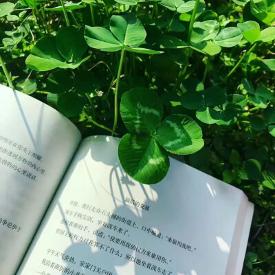 绿色背景图