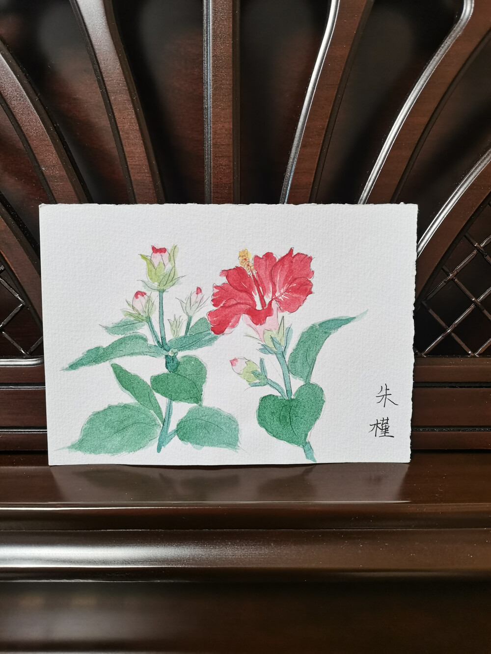 24 朱槿（绘画 | 水彩 | 果花甘04）
2018.6.30
朱槿并不是木槿花，更不是红色的木槿花。朱槿有很多艳丽的颜色，每一种都很绚烂。
和木槿花相比，朱槿的花形更大，颜色也更绚丽，朱槿争夺人们的目光，存在感很强；而木槿摇曳娇弱，颜色淡雅，看起来与世无争，岁月静好地享受着自己的夏日。
朱槿花，盛开时浓烈灿烂，花瓣如盘如掌，花芯纤长轻弋；闭合时纤细柔弱，像美人卸妆前随手挂在洗漱台前的耳坠，灵动摇曳。
她们有个别名，叫桑槿，又名扶桑。
传说“日出于扶桑之下，拂其树杪而生。”听起来美得很壮观。
扶桑是太阳升起的地方。艳丽的朱槿花，正像夏日的太阳。看着她们，阴霾与忧郁仿佛一扫而空。
