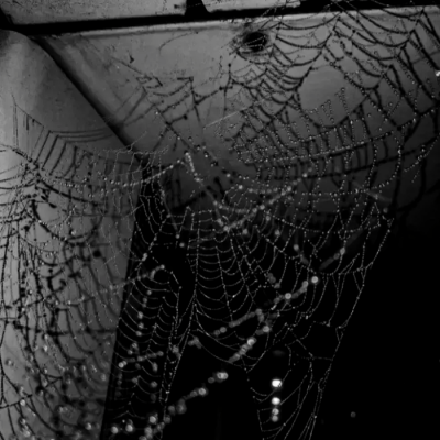 Spiderbabe ☤蜘蛛