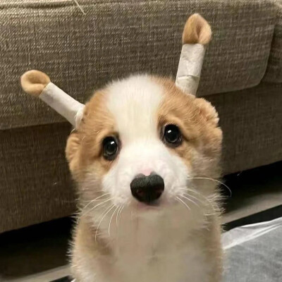 狗狗头像 萌宠头像