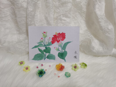 24 朱槿（绘画 | 水彩 | 果花甘04）
2018.6.30
朱槿并不是木槿花，更不是红色的木槿花。朱槿有很多艳丽的颜色，每一种都很绚烂。
和木槿花相比，朱槿的花形更大，颜色也更绚丽，朱槿争夺人们的目光，存在感很强；而…