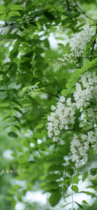 手机壁纸