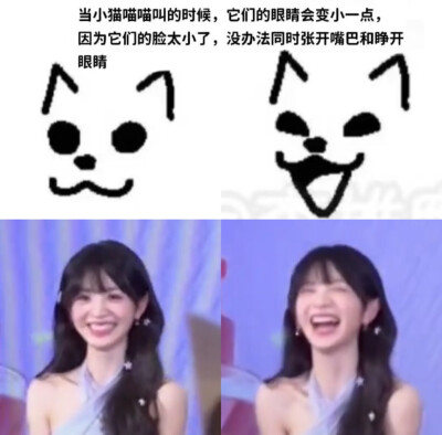 猫猫