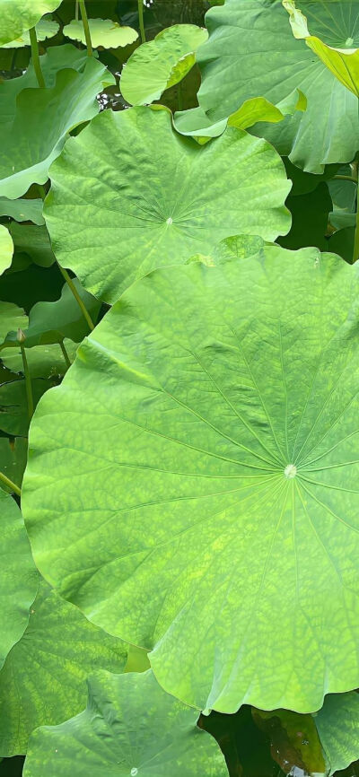手机壁纸
