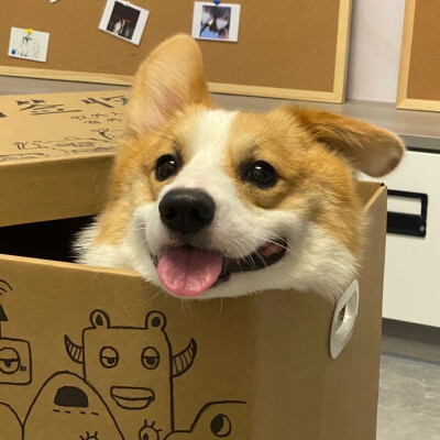 狗狗头像 萌宠头像