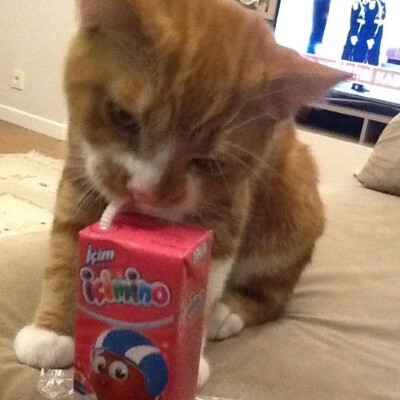    ₍^˶--˵^₎੭