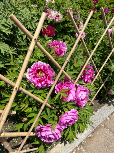 牡丹
芍药科芍药属
摄于2025.5，吉林省