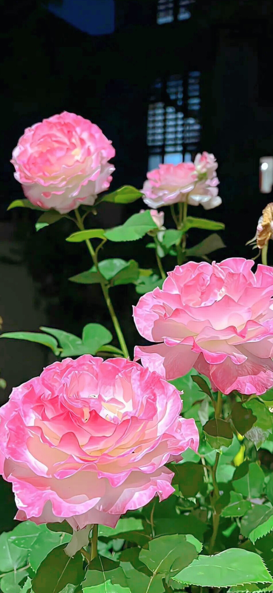 壁纸高清壁纸全屏壁纸iPhone壁纸