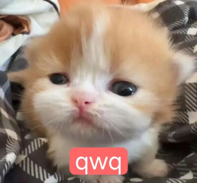 表情包