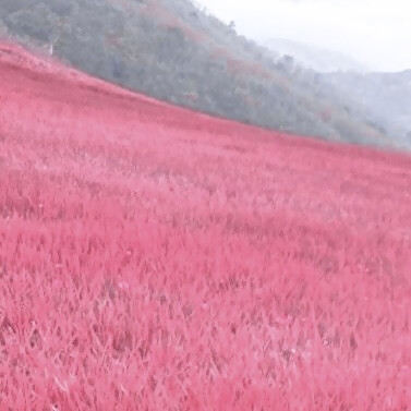 
傅芷の