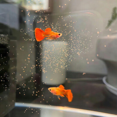壁纸