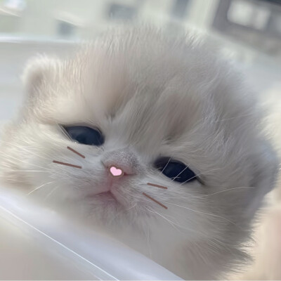 喵