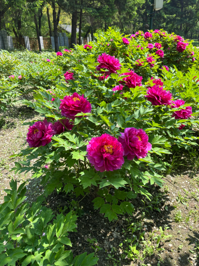 牡丹
芍药科芍药属
摄于2025.5，吉林省