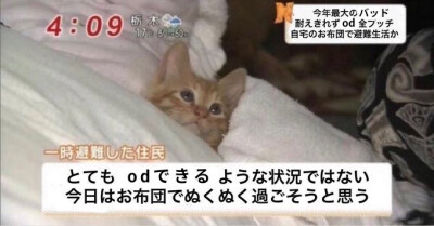 咪