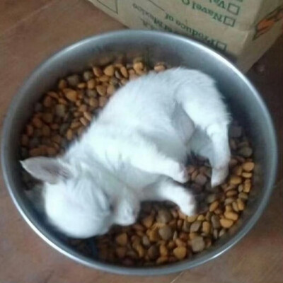 ૮₍ ᵔ⤙ᵔ ₎ა
