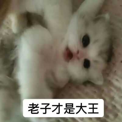 表情包