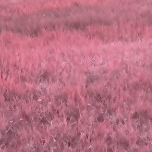 
傅芷の