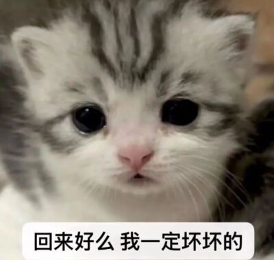 表情包