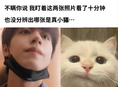 猫儿这个萌